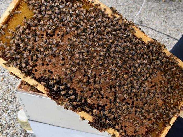 A bee hive is a cooperative space in which everyone knows their role. Worker bees collect pollen and nectar, build the hive, and provide air conditioning, while a single queen lays eggs and releases chemicals that help guide the workers.