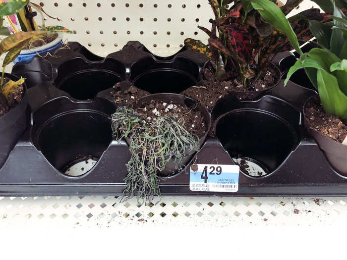 ... and a lot of the plants that were for sale had seen better days.