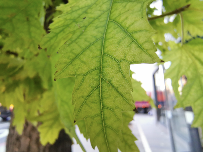 And another close-up of a leaf (there isn