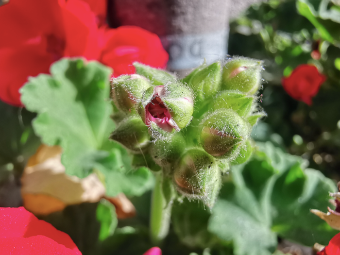 It takes beautiful, detailed macro shots thanks a new ultra-wide lens that lets you snap as close as 2.5cm. Check out this highly detailed shot we took of some flower buds.