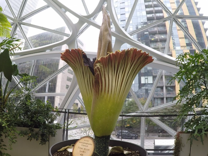 Amazon set up a live stream on Twitch for people to watch the flower bloom, which is about as exciting as watching grass grow. But by Friday night, the corpse flower reached its full bloom.