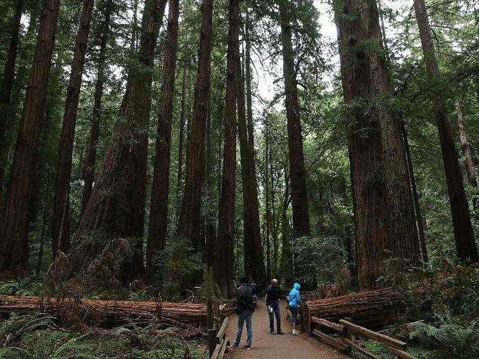 The natural beauty of the Bay Area