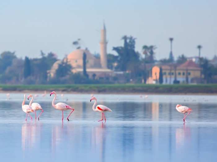 The island is full of little surprises. Only five minutes from the airport is the Larnaca Salt Lake. The gorgeous lake is the site of Hala Sultan Tekke, an important Muslim shrine, and the home of about 2,000 flamingos during winter months.