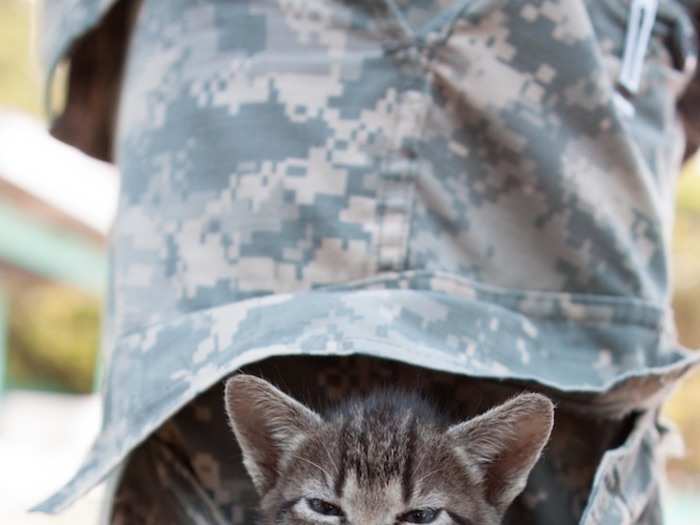 A kitten adopts the trouser pocket of a US Army soldier in the Philippines in June 2012.