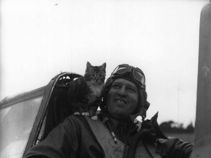 A cat balances on shoulder of Royal Air Force pilot circa 1944.