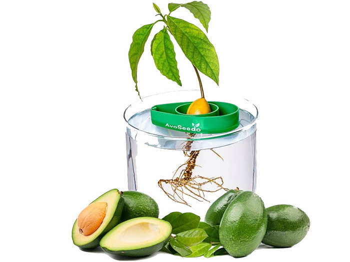 An avocado tree starter set