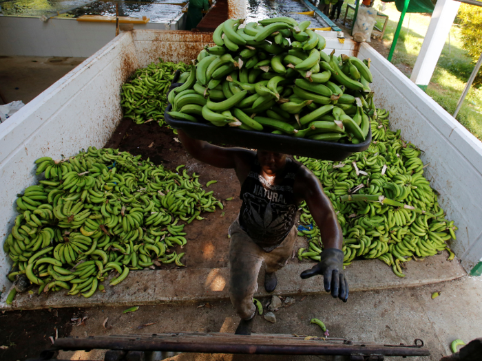 ... bananas in Colombia ...