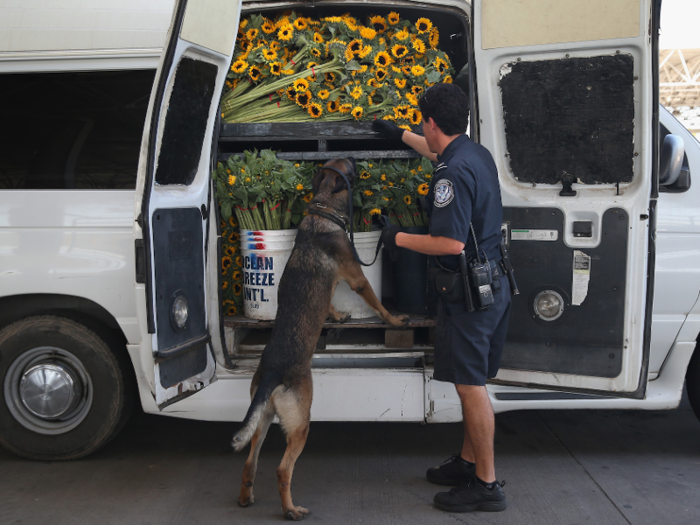 Sunflowers have to be inspected, too.