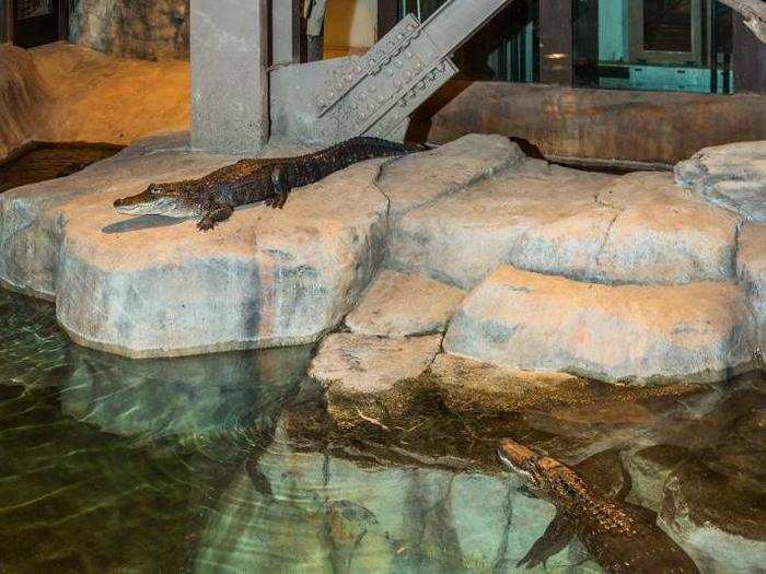 There are also man-made ponds where alligators lounge just feet away from wary shoppers.