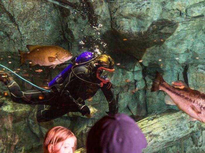 The store regularly holds popular fish feedings in a huge glass aquarium, with a scuba-diving staffer jumping in and talking to the audience as the fish dine.