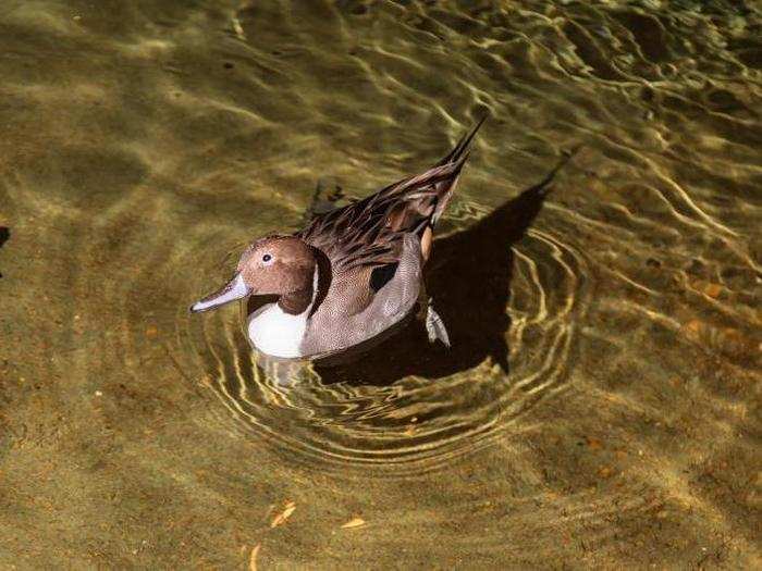 The swamp even has permanent residents. A surprising amount of animals call it home.