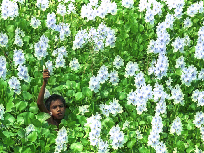 Local children will collect things to sell at the markets, like hyacinth flowers from a swamp ...