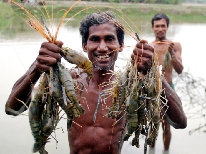 After garments, shrimp is is the second largest export in the country, earning about $400 million a year and constituting 8% of Bangladesh