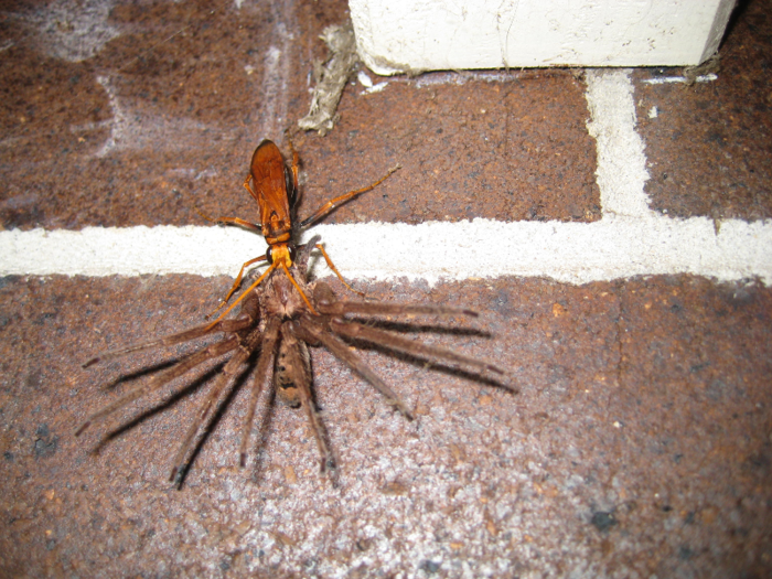 Australian spider wasps have a slightly disturbing birthing process.