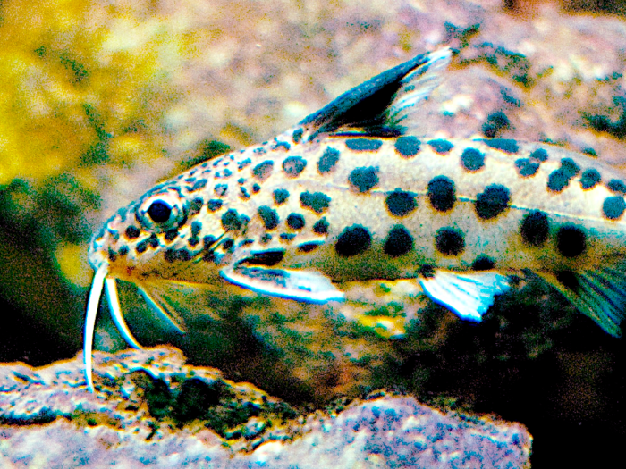 The Cuckoo catfish forces others to raise its young.