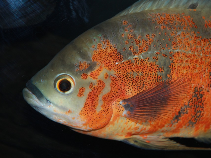 Cichlids hold fertilized eggs in their mouth.