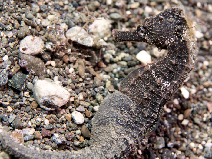 Male seahorses give birth.