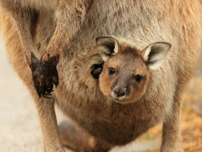 Marsupial babies are born in an embryonic state.