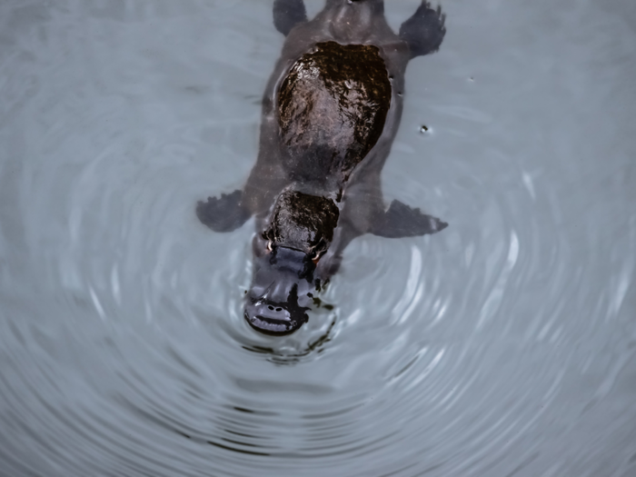 The platypus is one of few mammals that lays eggs.