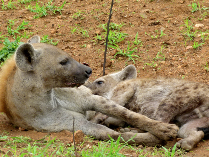 Spotted hyenas have a painful and risky birthing process.