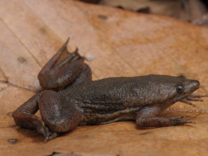 Surinam toads give birth out of their backs.