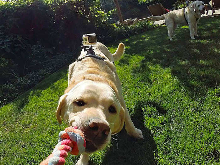 A GoPro harness for their dog