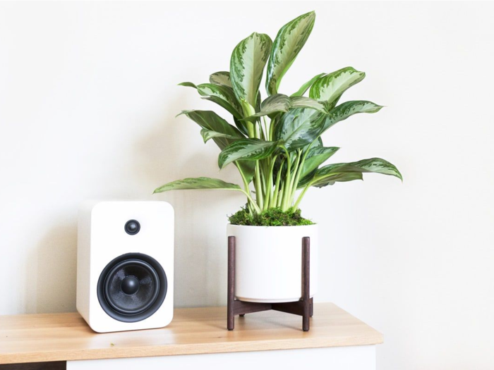 A houseplant that arrives already potted and is easy to care for