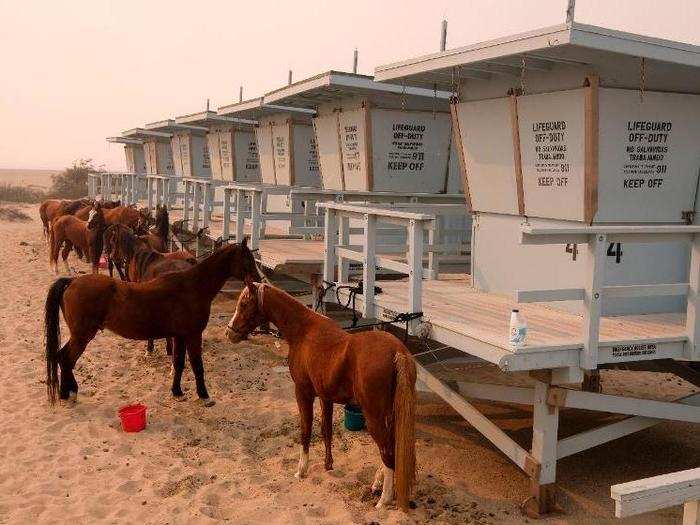 As the fire began to spread, the beach quickly teemed with evacuees, who brought their belongings and animals.