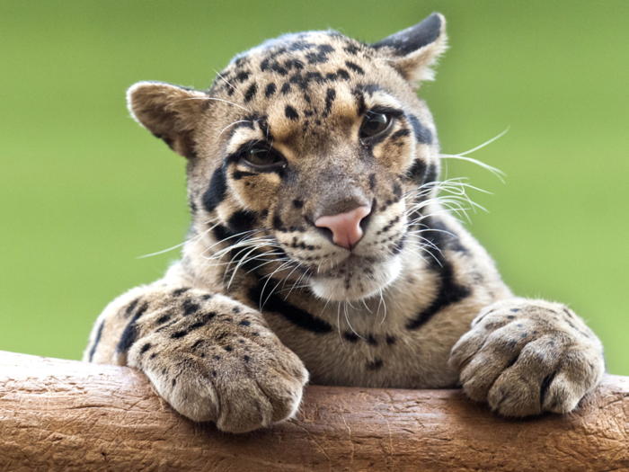 The clouded leopard looks like an exotic house cat.