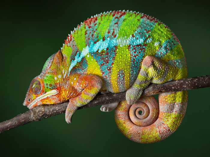 Panther chameleons switch up their look based on their mood.