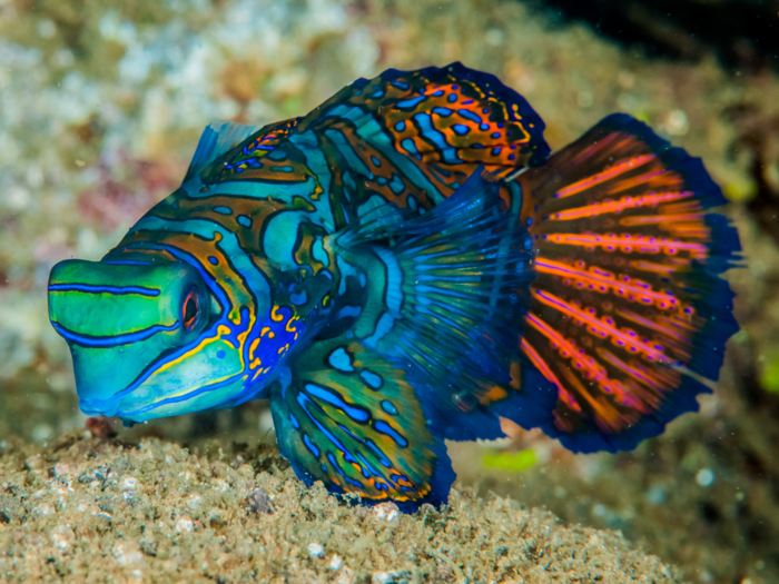 Mandarinfish aren