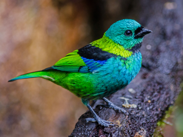 Gorgeous green-headed tanagers blend right into the lush forest.