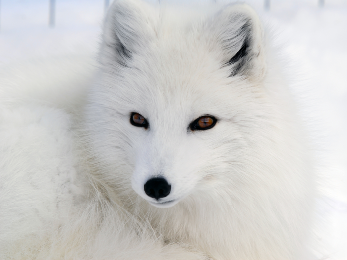 Arctic foxes