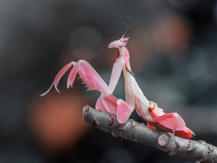 The female orchid mantis is pretty in pink.