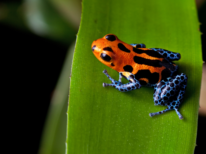 Tiny, adorable poison dart frogs can kill fully grown men.