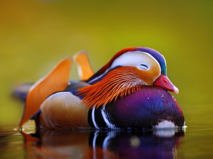 The handsome male mandarin duck uses its plumes to attract female ducks.