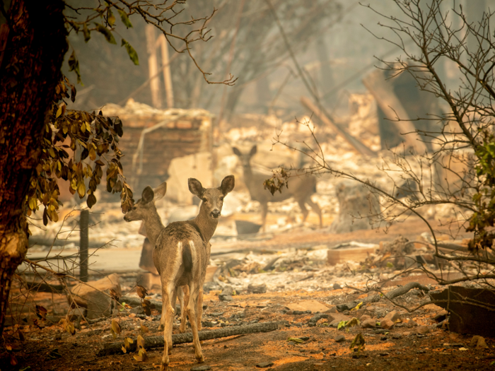 Fire experts say the term “wildfire season” has lost its meaning, since fires can essentially break out during any season now in California.