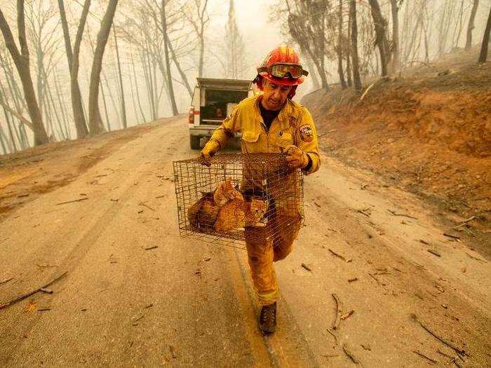 Fire Captain Steve Millosovich rescued this cage of cats from the Camp Fire in Big Bend. He told the AP that the cage fell off the bed of a pickup truck driving to safety.