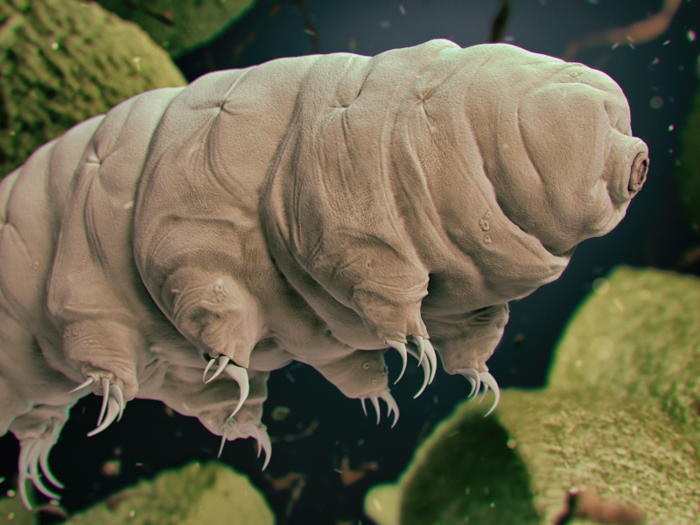 Tardigrades are microorganisms that can survive in outer space.