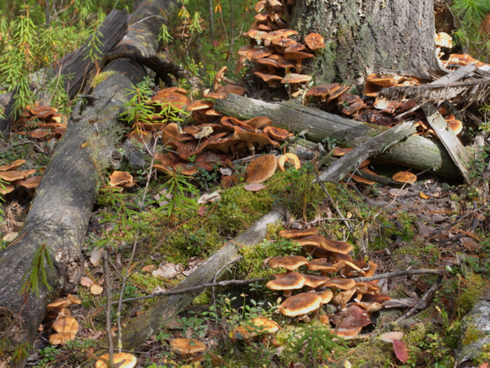 The biggest living thing on Earth is a massive fungus.