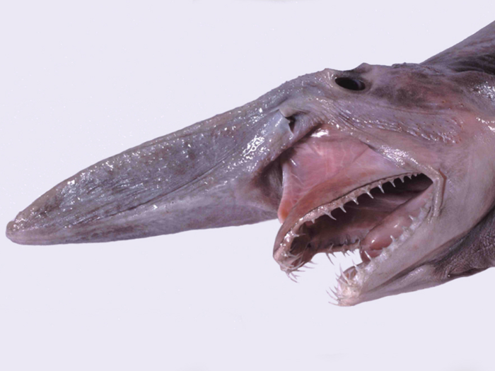 Goblin sharks are "living fossils" that look straight out of a nightmare.