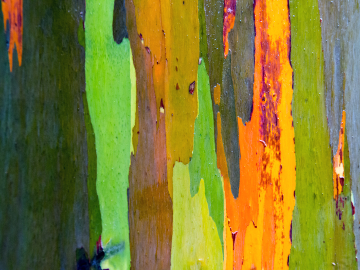 Rainbow eucalyptus trees have candy-colored bark.