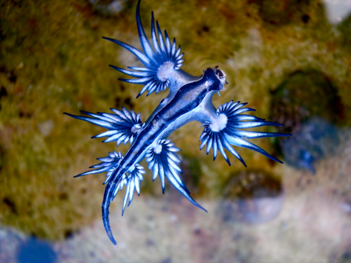 The blue angel sea slug looks like an alien.