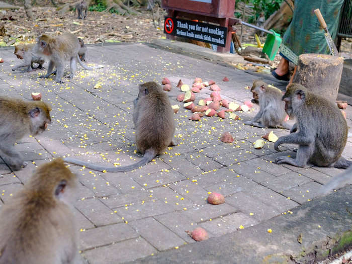 If the monkey thinks you are hiding food, being aggressive, or trying to take its food, it will bite you. Just like they do to each other. Many monkeys may carry dormant rabies or Hepatitis B. Don