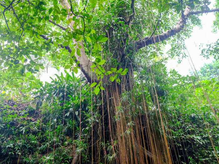 There are over 115 species of different trees in the forest. The most important are the Pule Bandak tree, which Balinese use to make wooden masks for religious ceremonies, the Banyan tree, which is used for cremation, and the Majegan, which is used to build shrines.