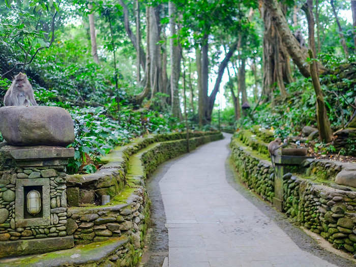 The monkeys are literally everywhere: perched on stones, hanging in the trees, taking naps in bushes.