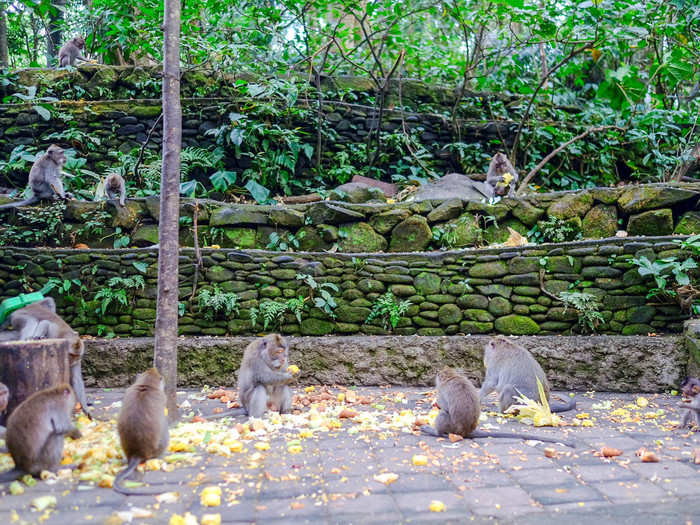 For the most part, they eat fruit like coconut or papaya leaf. The staff feed them sweet potatoes three times a day. I wouldn