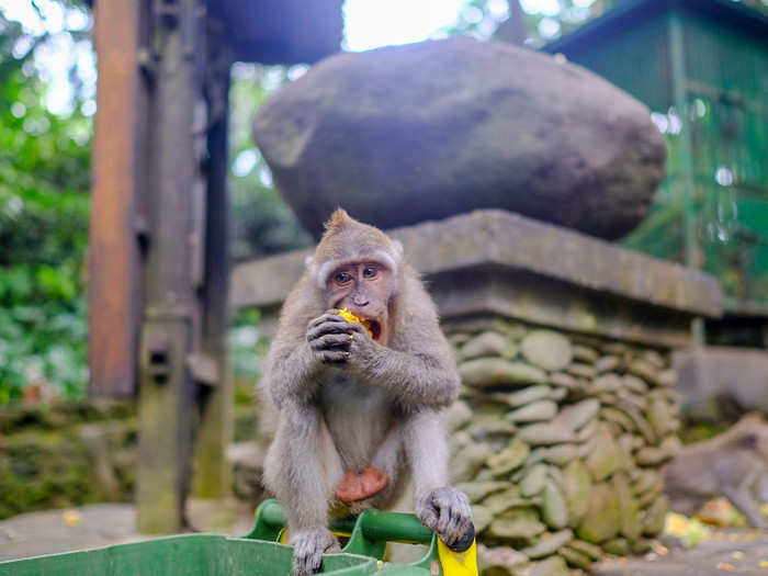 They are also known as Balinese long-tailed monkeys. I wasn