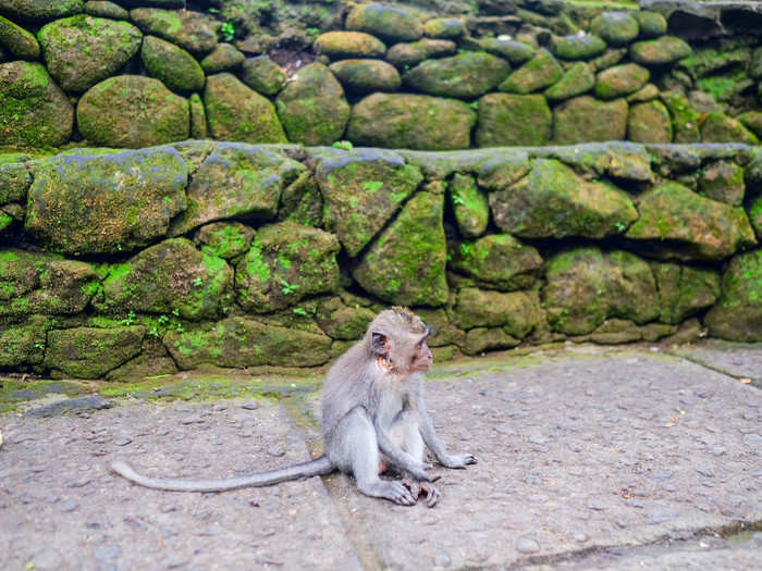 Once I passed through the tunnel, I came into contact with my first monkey. In total, there are 600-700 crab-eating macaques, a species local to southeast Asia.