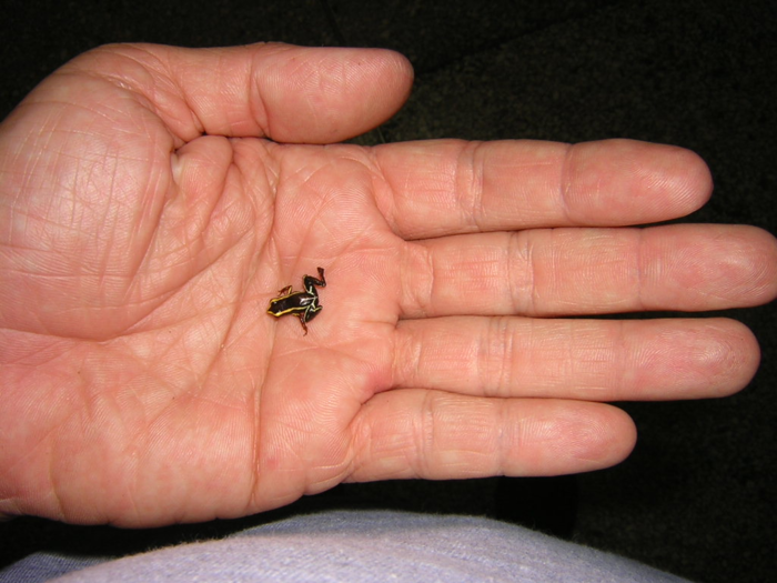 The Monte Iberia eleuth is a tiny frog that grows to be 0.4 inches.